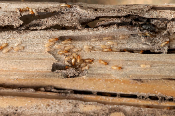 Best Pest Prevention Services  in Berwyn Heights, MD