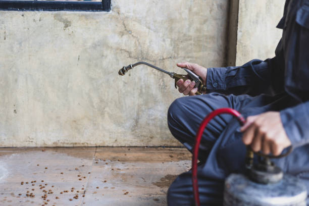 Best Wasp Removal Services  in Berwyn Heights, MD